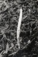 Image of Cordyceps washingtonensis