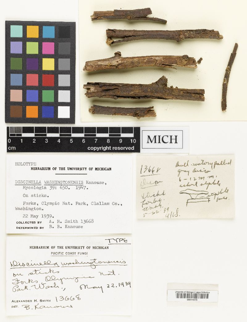 Discinella washingtonensis image