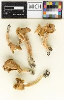 Helvella connivens image