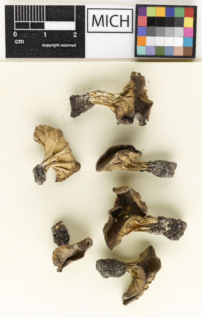 Helvella griseoalba image