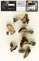 Helvella griseoalba image