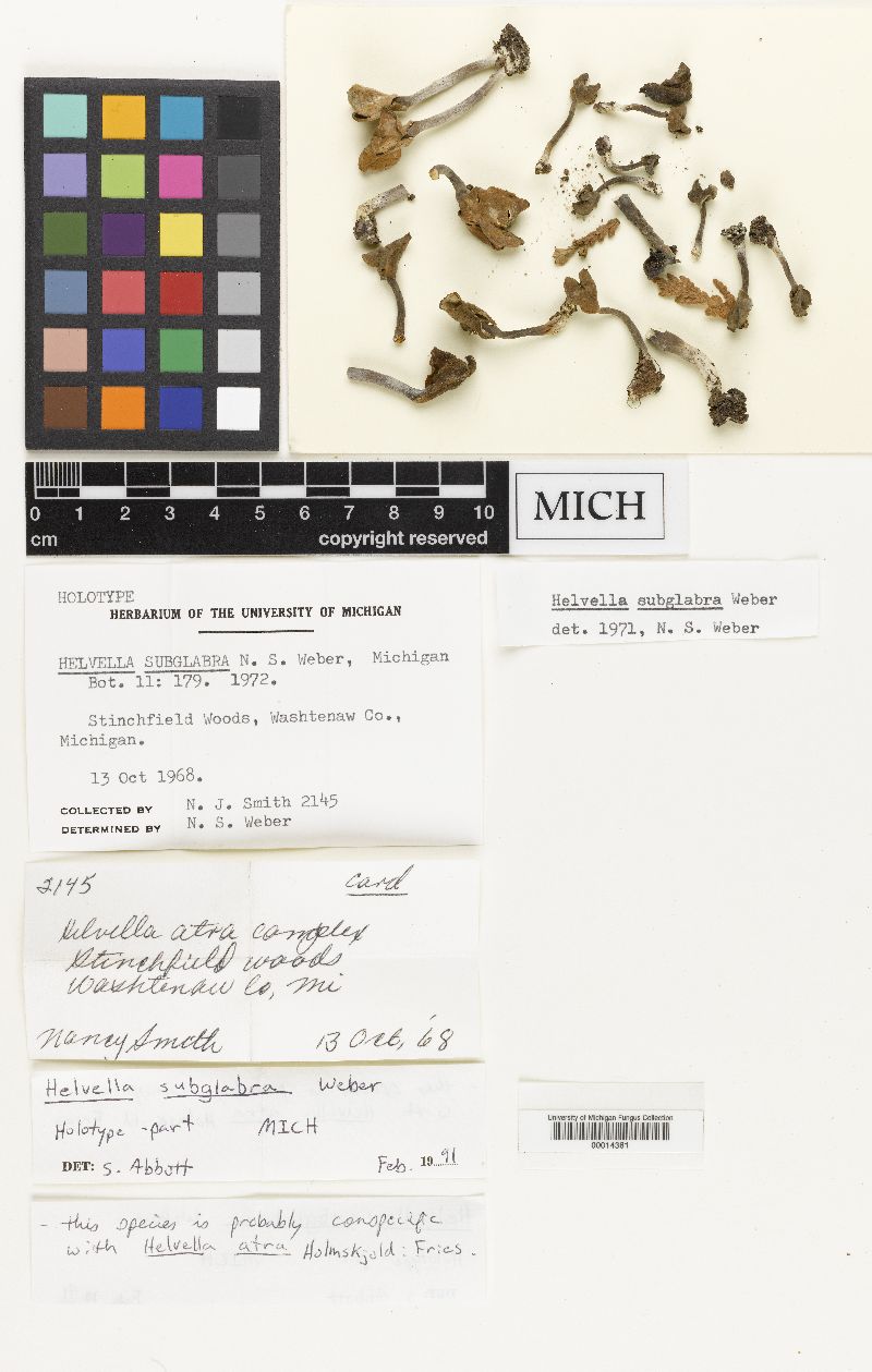 Helvella subglabra image