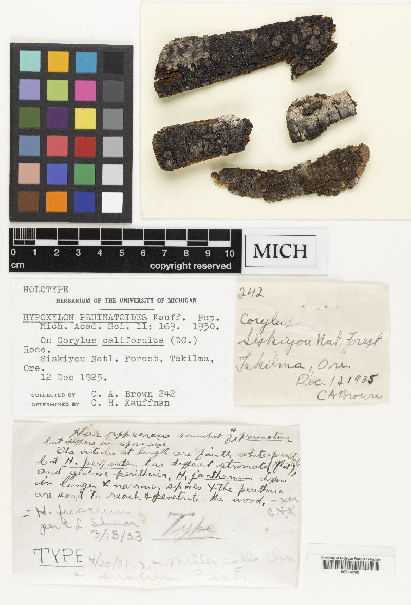 Hypoxylon pruinatoides image