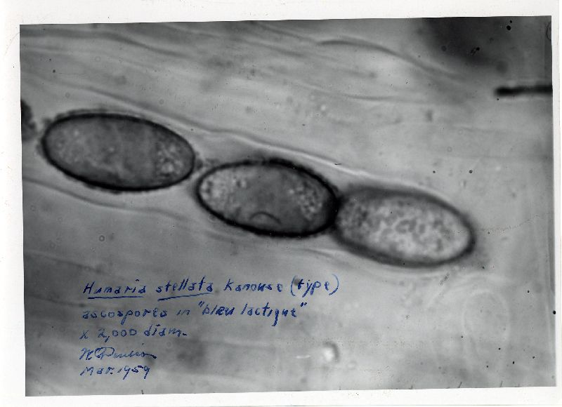 Humaria stellata image