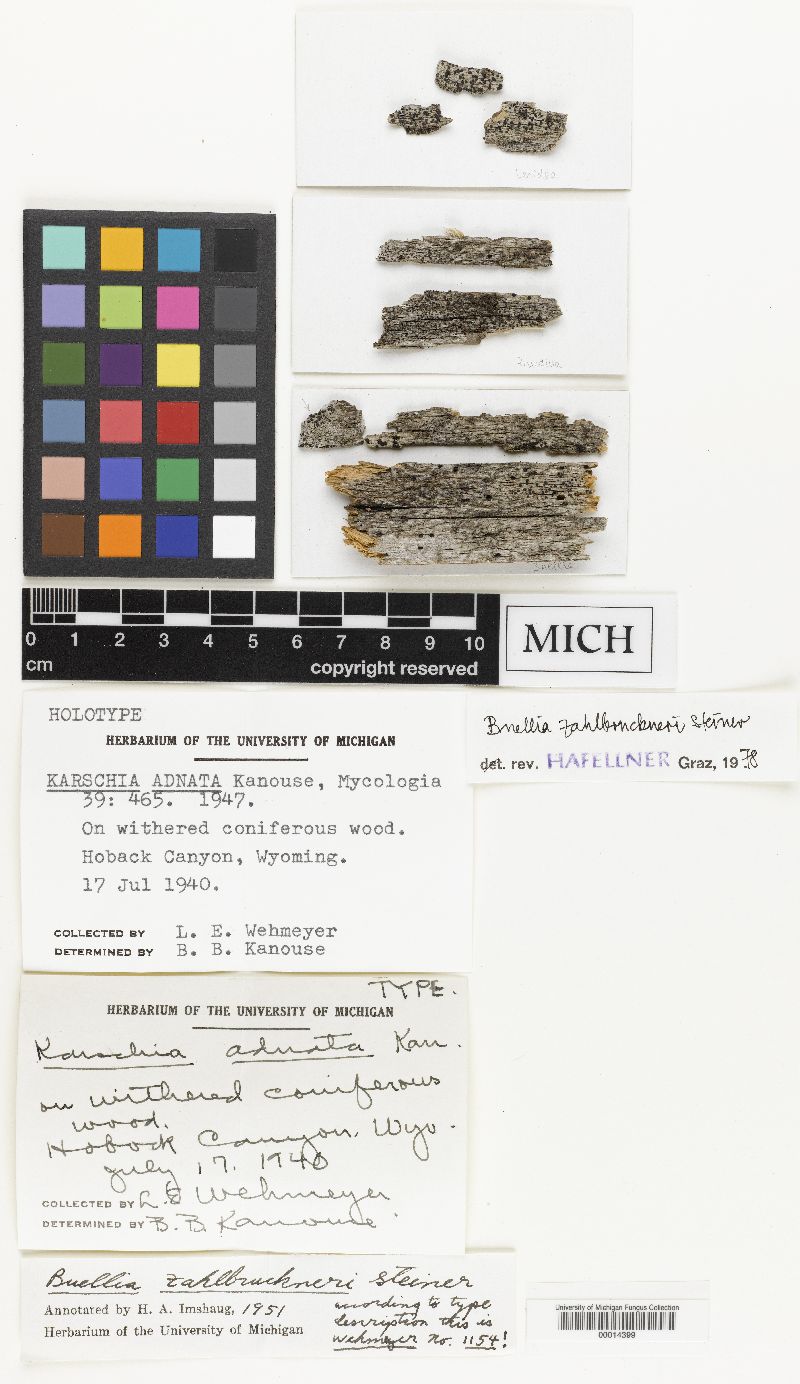Karschia adnata image