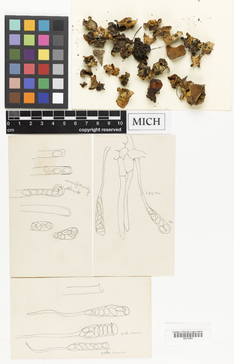 Acervus aurantiacus image