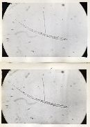 Ophiocordyceps macularis image