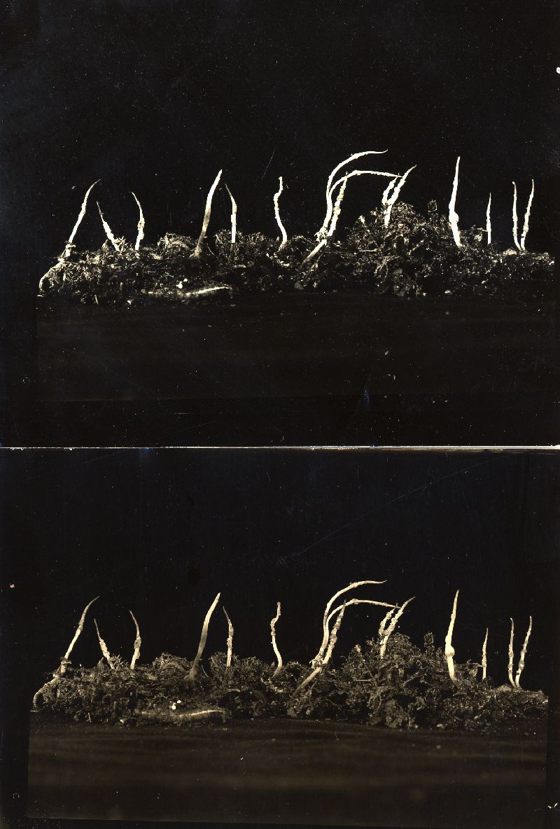 Ophiocordyceps macularis image
