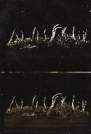 Ophiocordyceps macularis image
