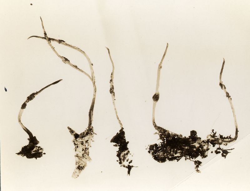 Ophiocordyceps macularis image