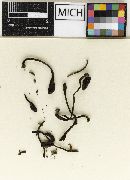 Trichoglossum hirsutum image