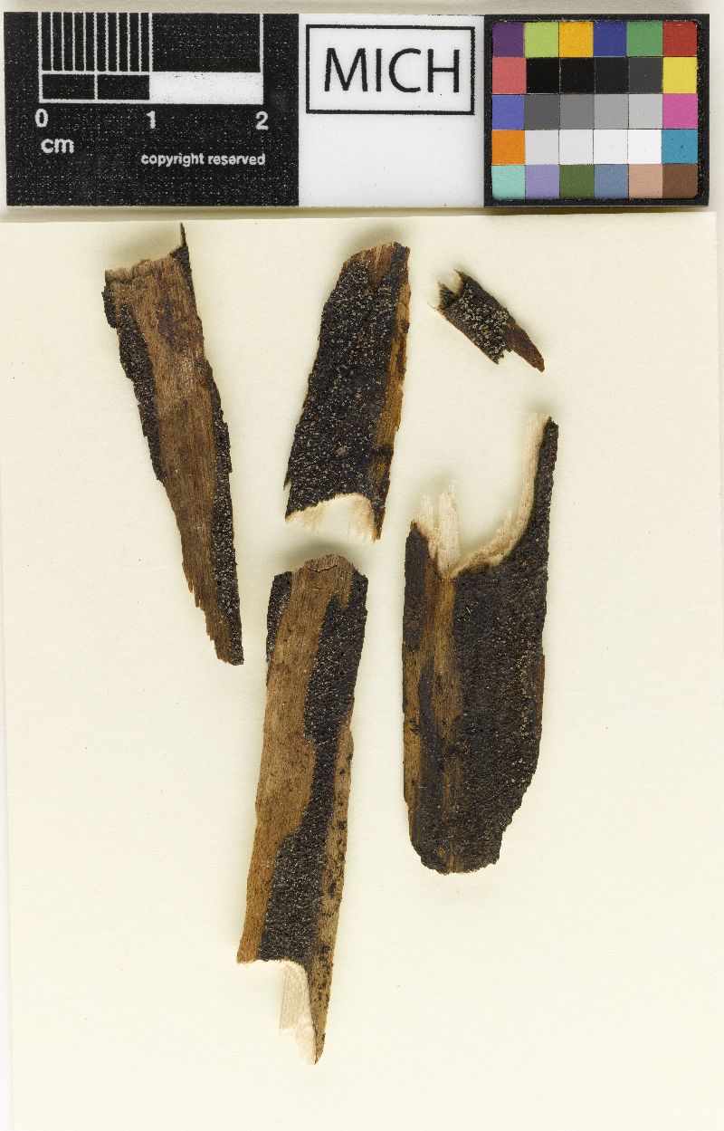 Unguicularia image