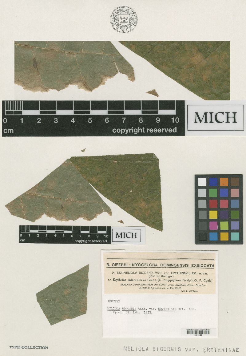 Meliola bicornis var. erythrinae image