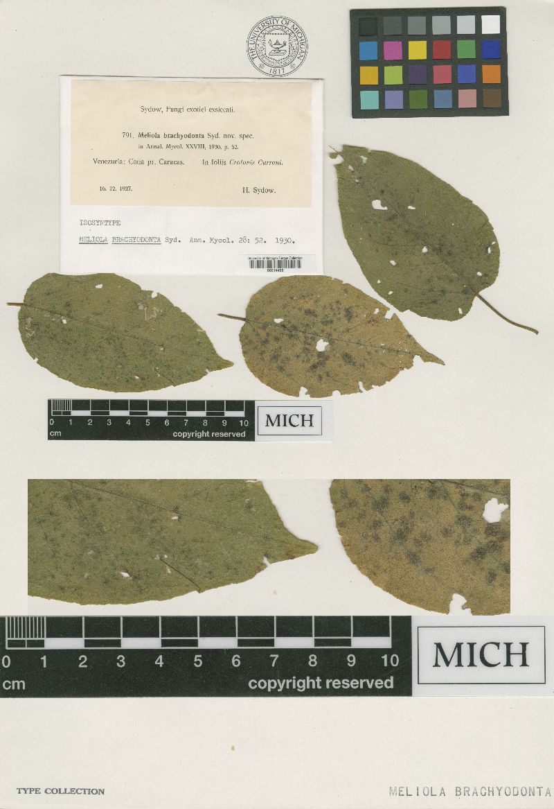 Meliola brachyodonta image