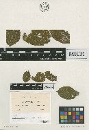Meliola cabellensis image