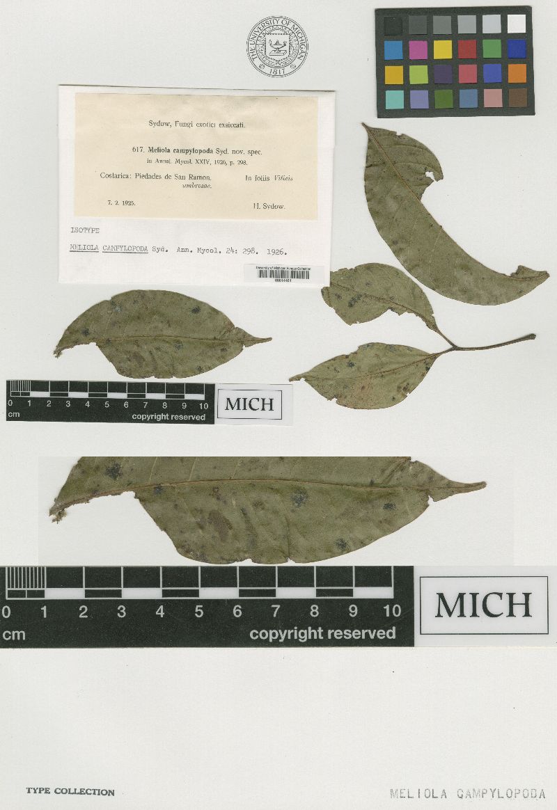 Meliola campylopoda image