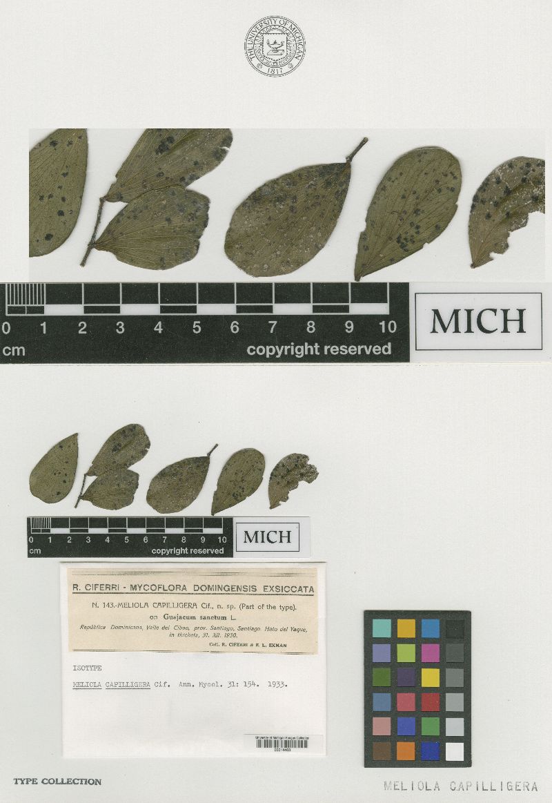 Meliola capilligera image