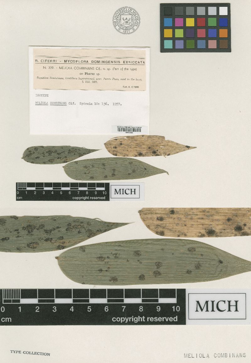 Meliola combinans image