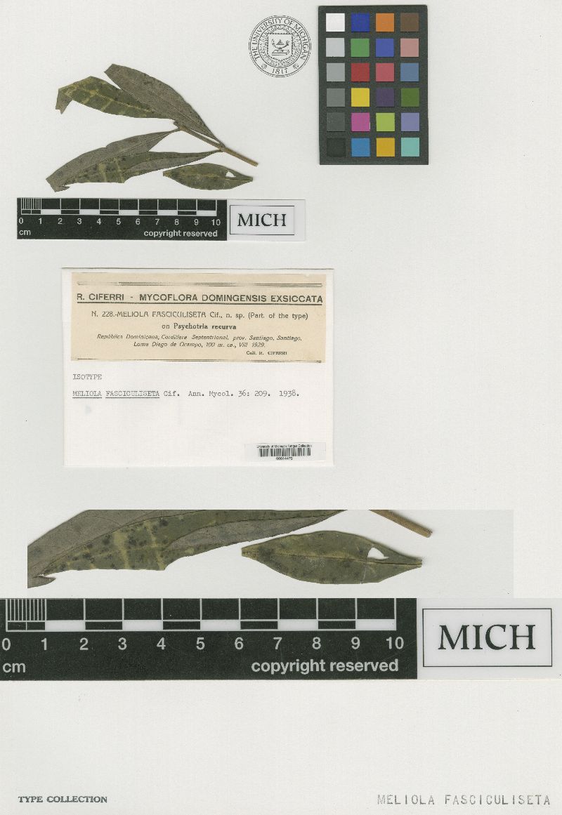 Meliola fasciculiseta image