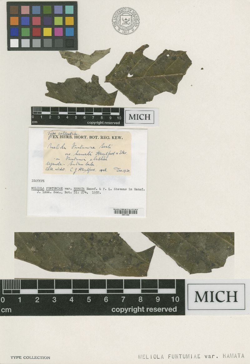 Meliola funtumiae var. hamata image