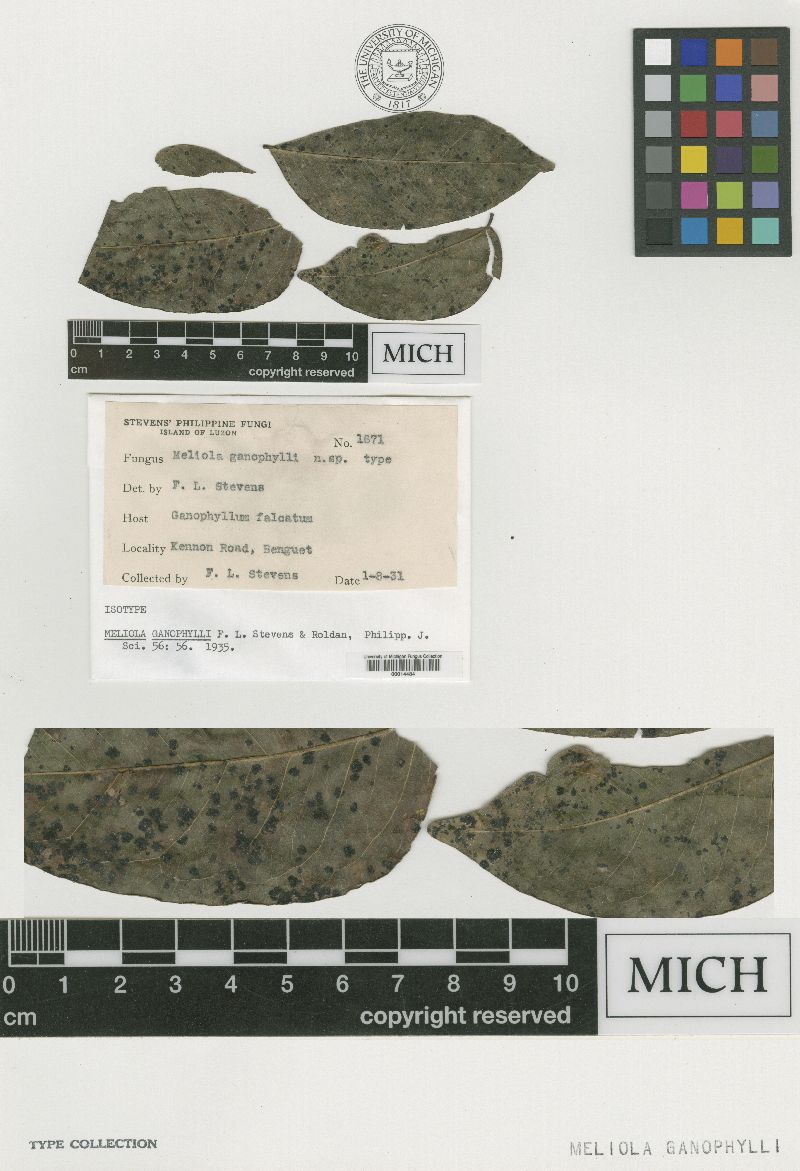 Meliola ganophylli image