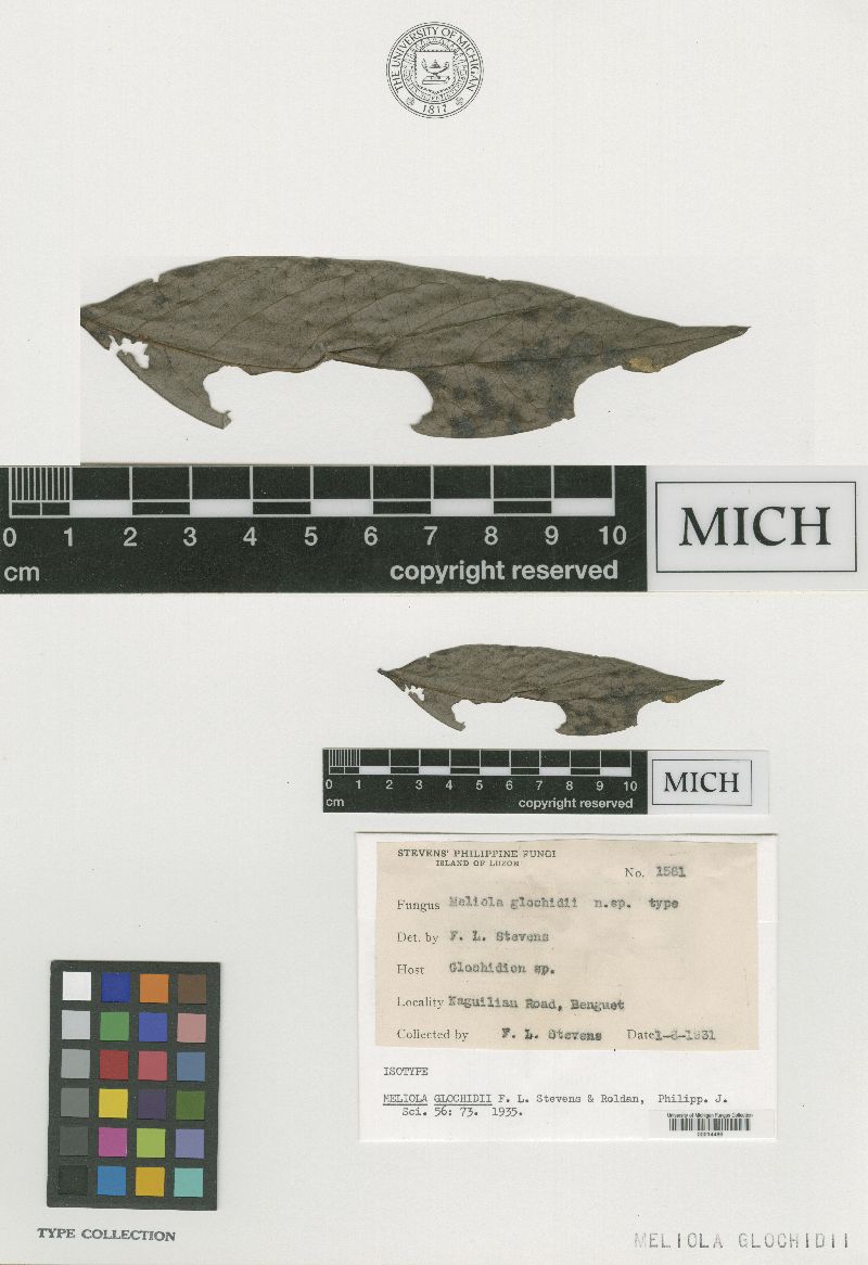 Meliola glochidii image