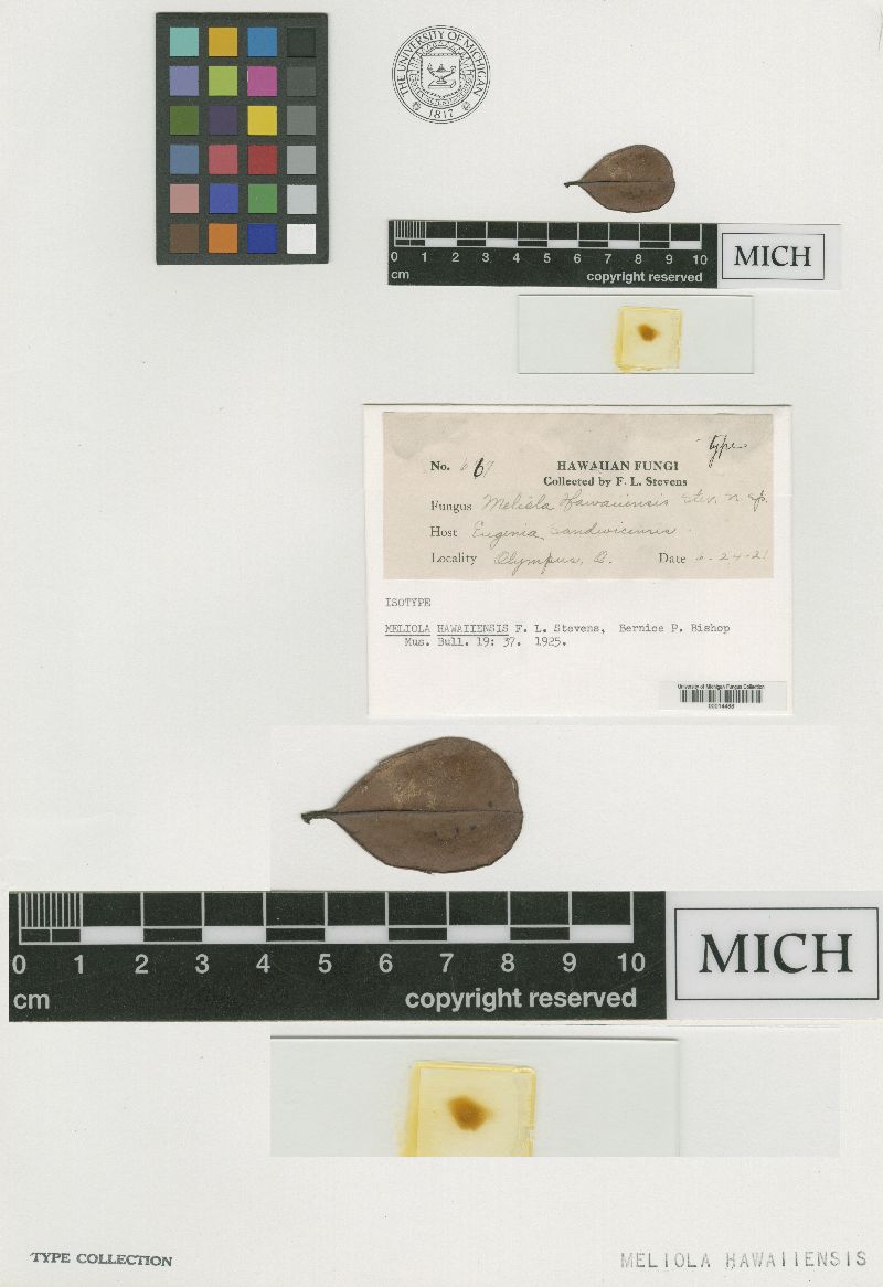 Meliola hawaiiensis image