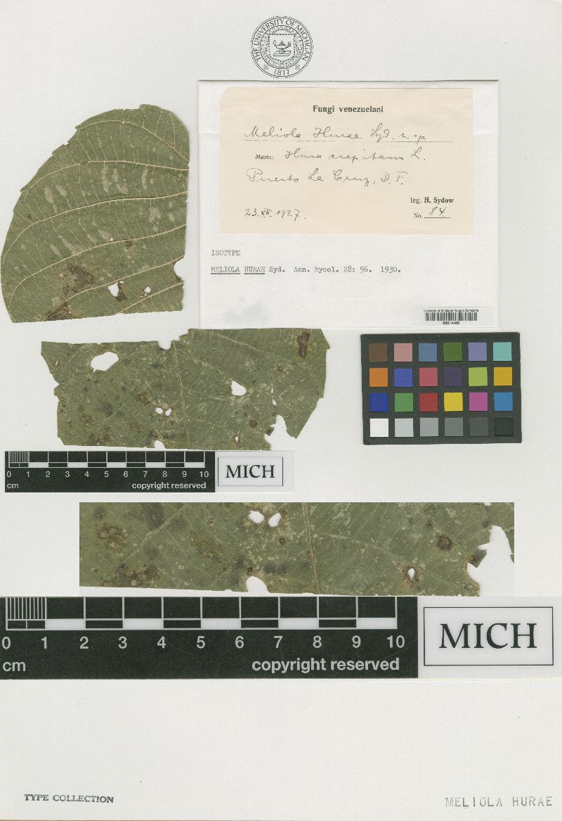 Meliola hurae image