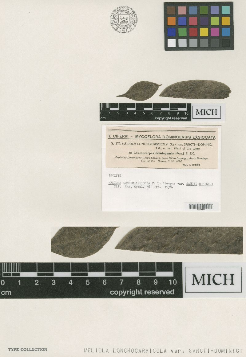 Meliola lonchocarpicola image