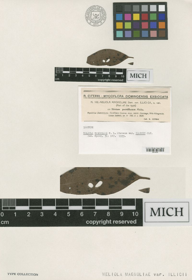 Meliola magnoliae var. illicii image