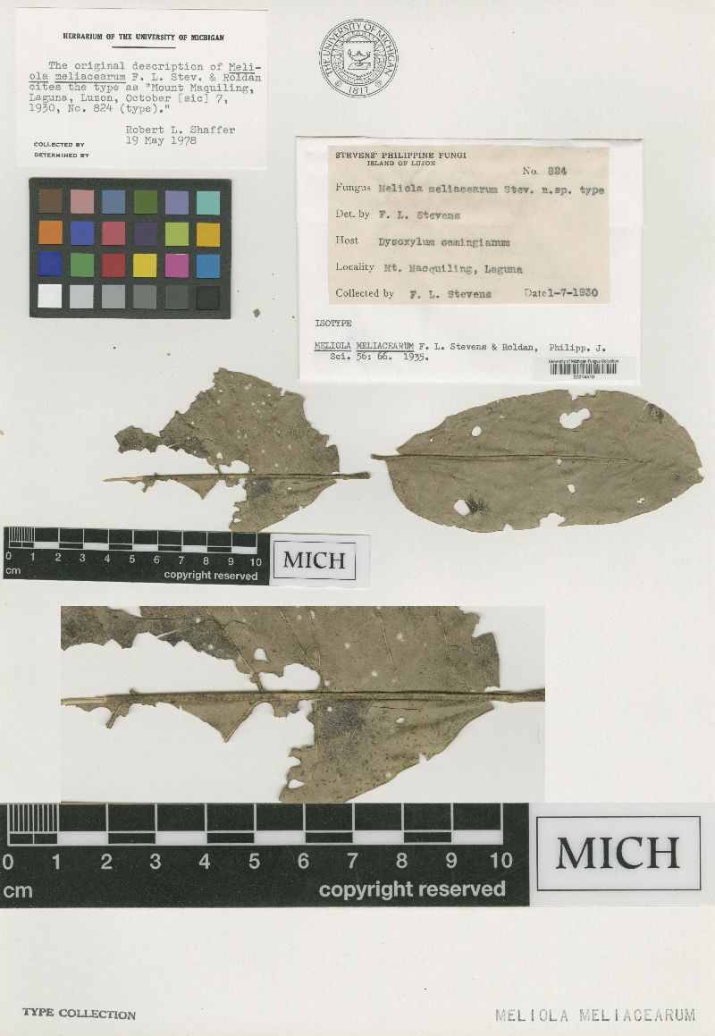 Meliola meliacearum image