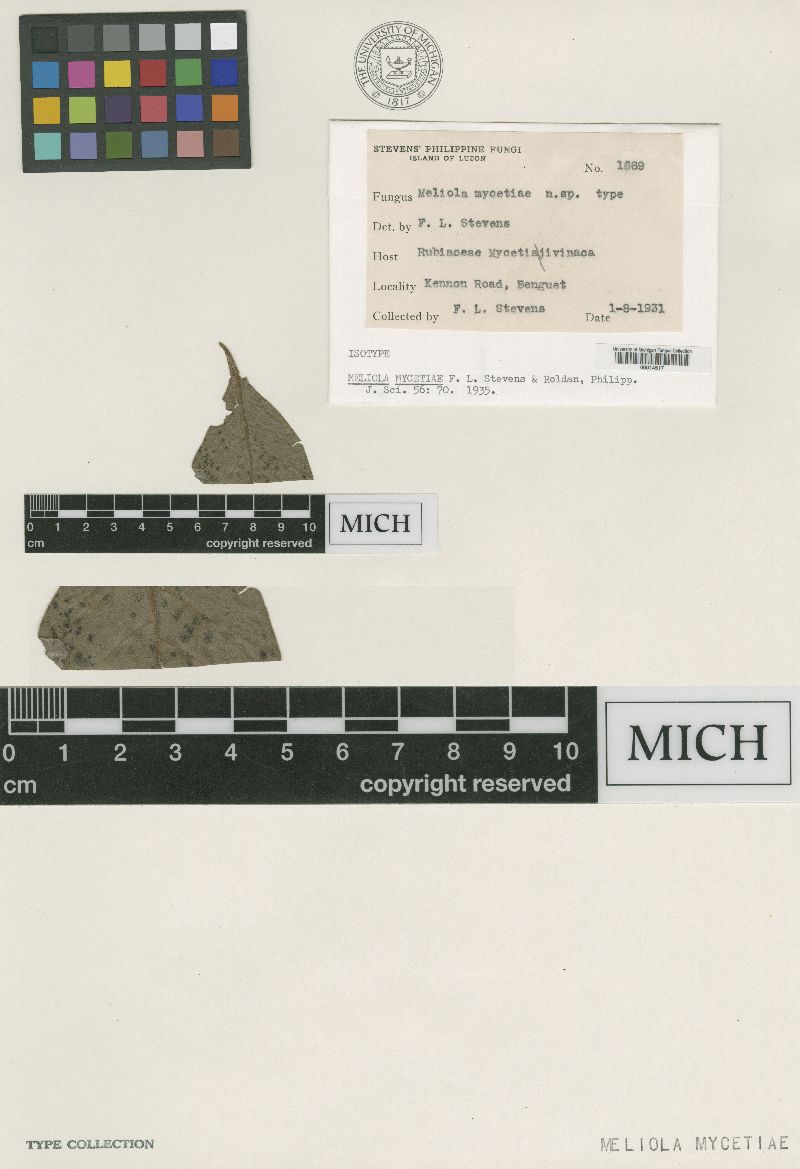 Meliola mycetiae image