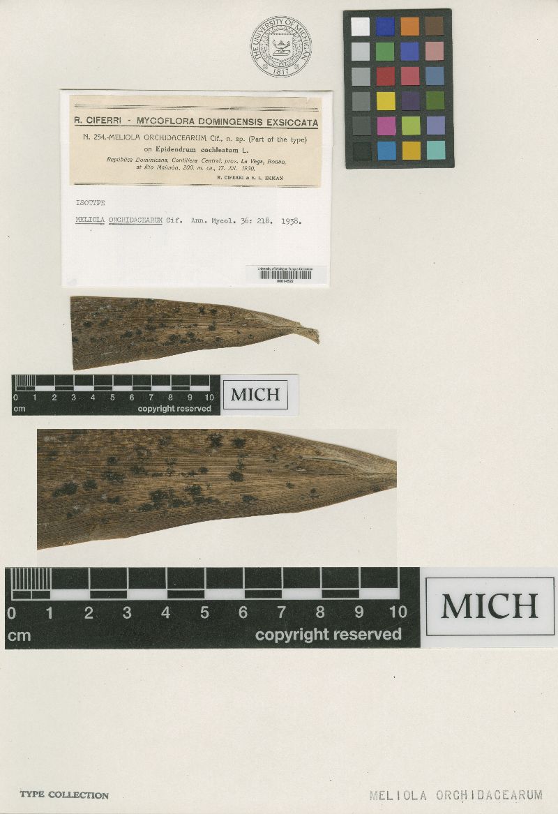 Meliola orchidacearum image