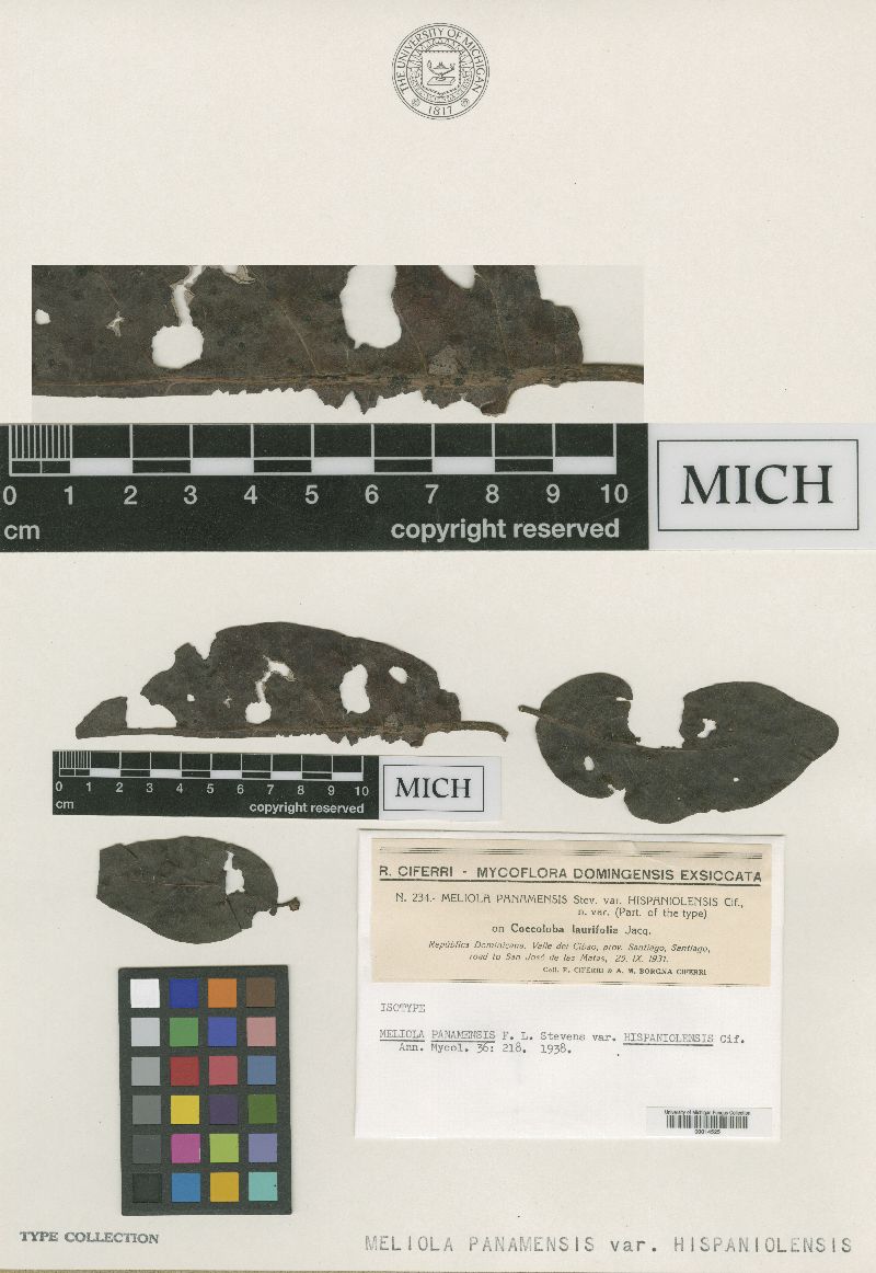 Meliola panamensis var. hispaniolensis image
