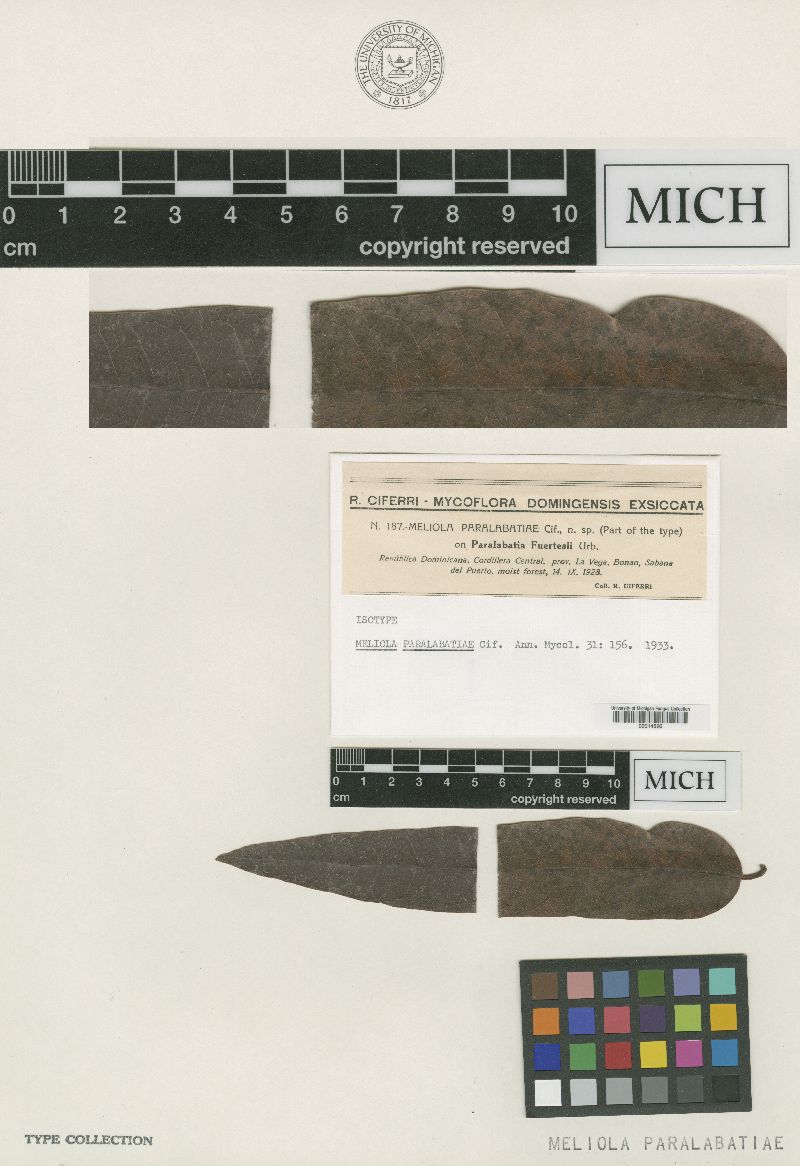 Meliola paralabatiae image