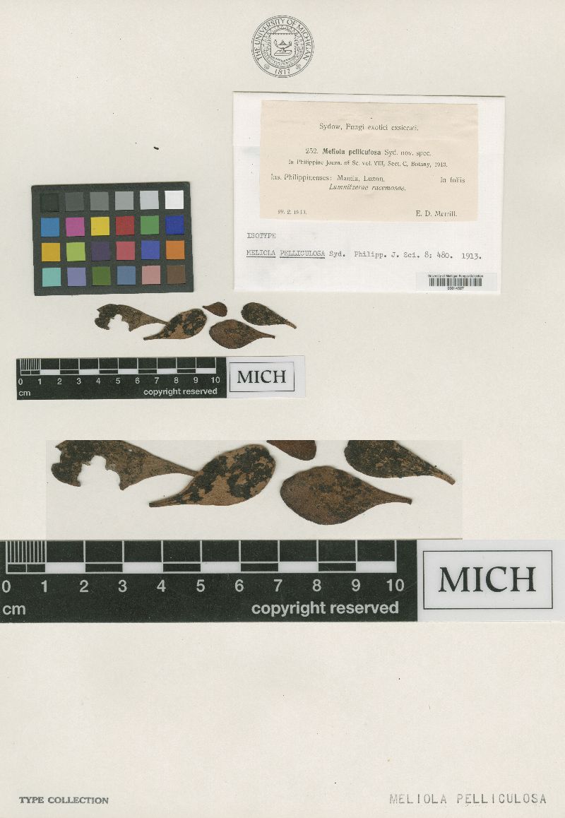 Meliola pelliculosa image
