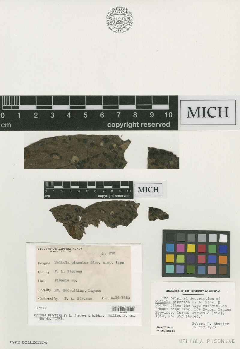 Meliola pisoniae image