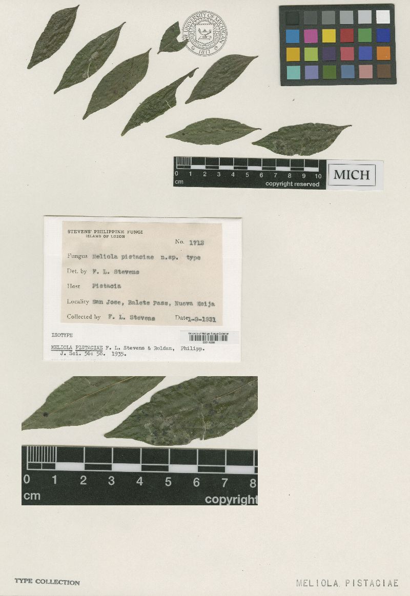 Meliola pistaciae image