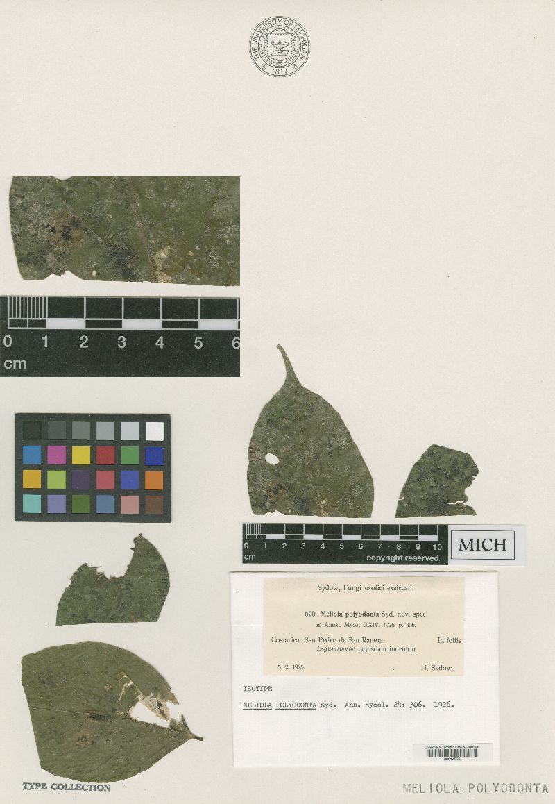 Meliola polyodonta image