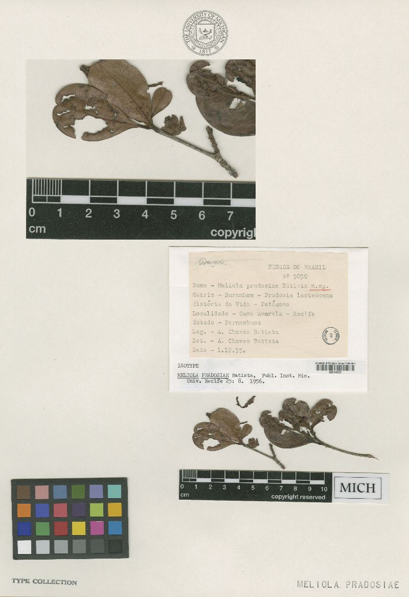 Meliola pradosiae image