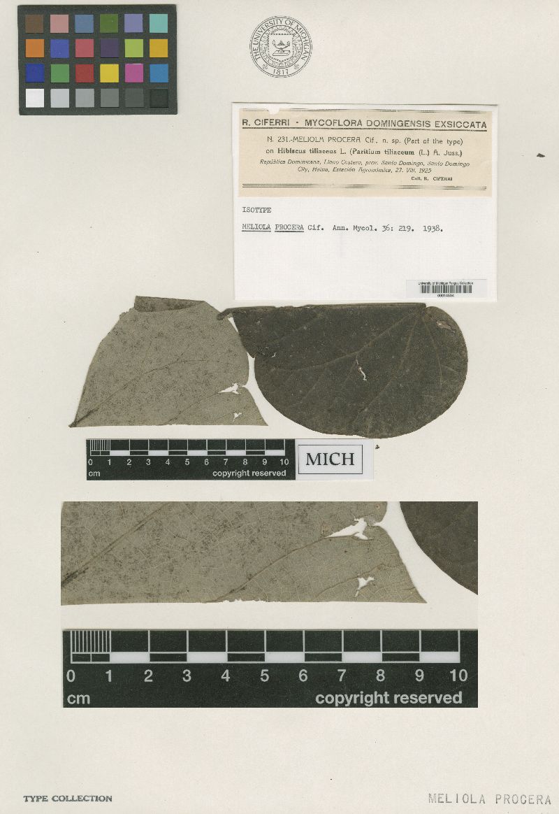 Meliola procera image