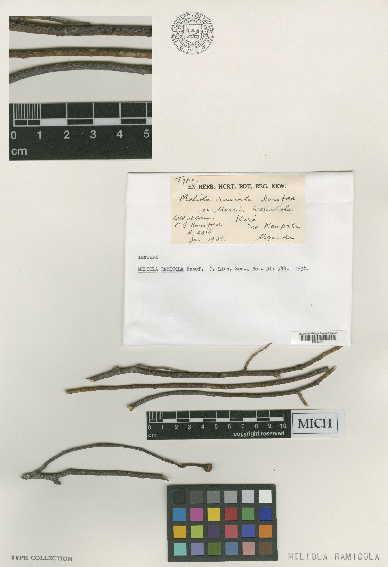 Meliola ramicola image