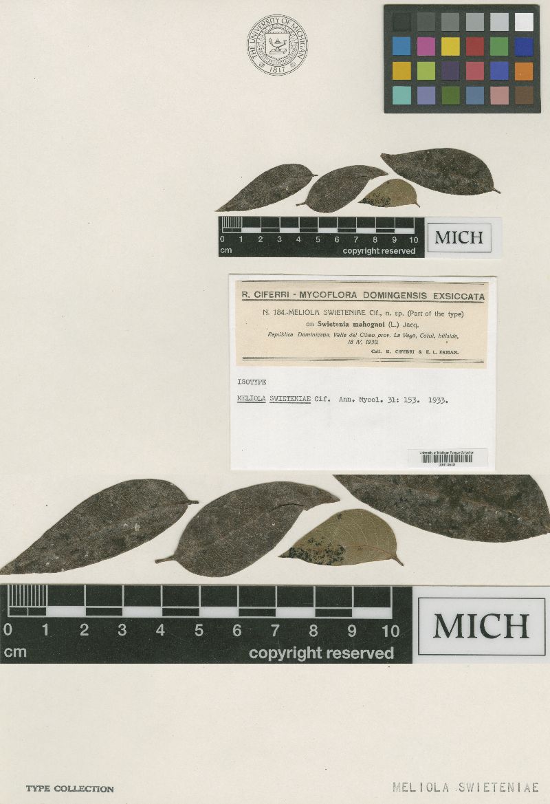 Meliola swieteniae image