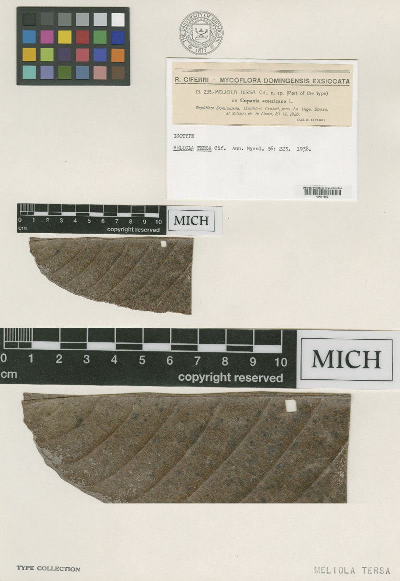 Meliola tersa image