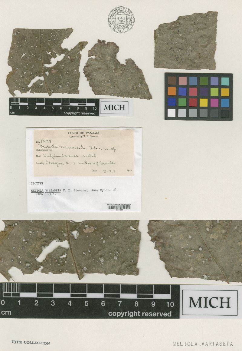 Meliola variaseta image