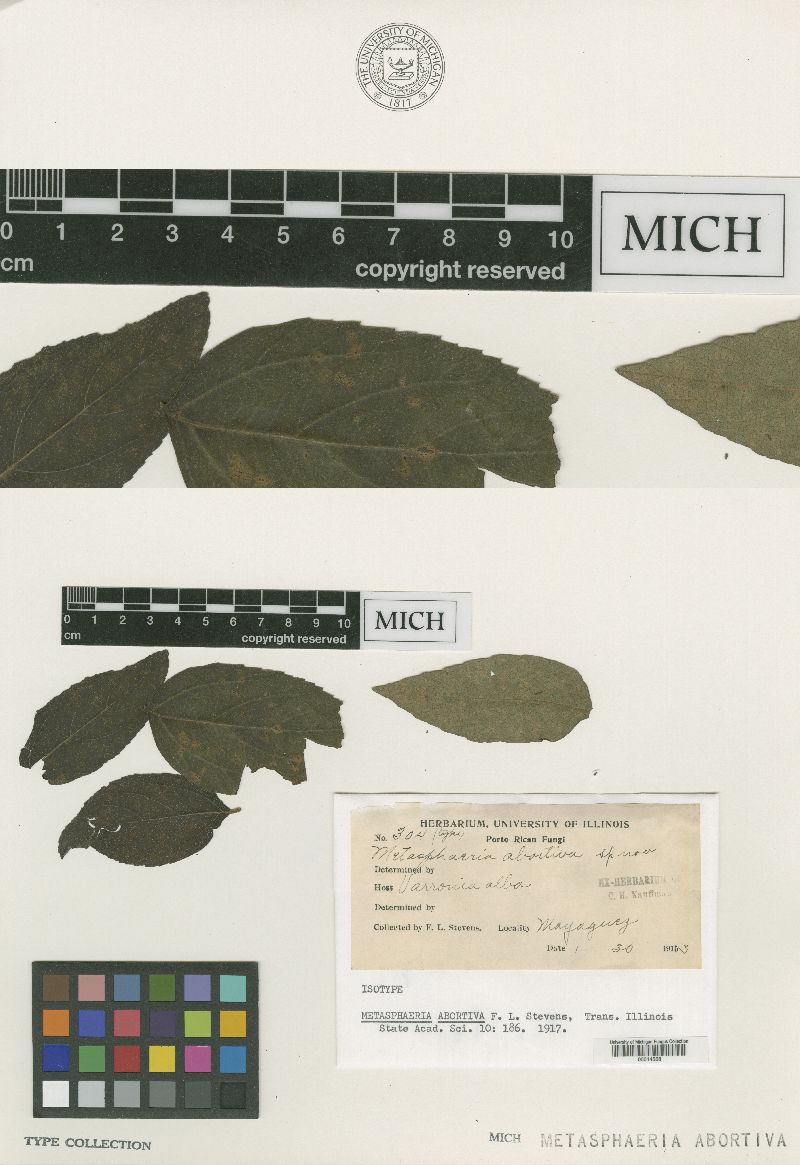 Metasphaeria abortiva image