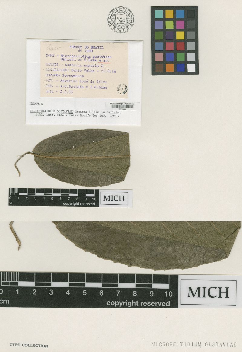 Micropeltidium gustaviae image