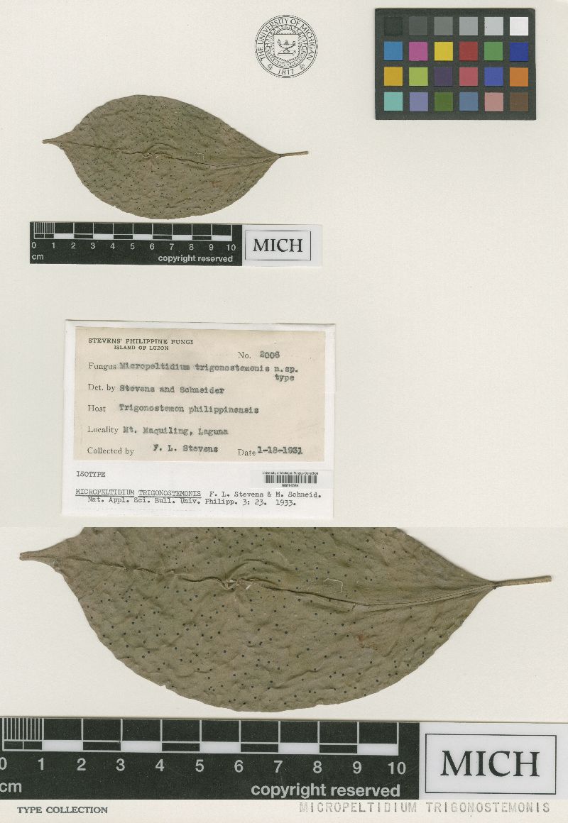 Micropeltidium trigonostemonis image
