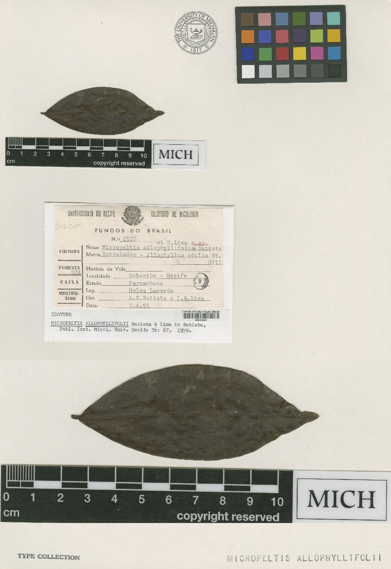 Micropeltis allophyllifolii image