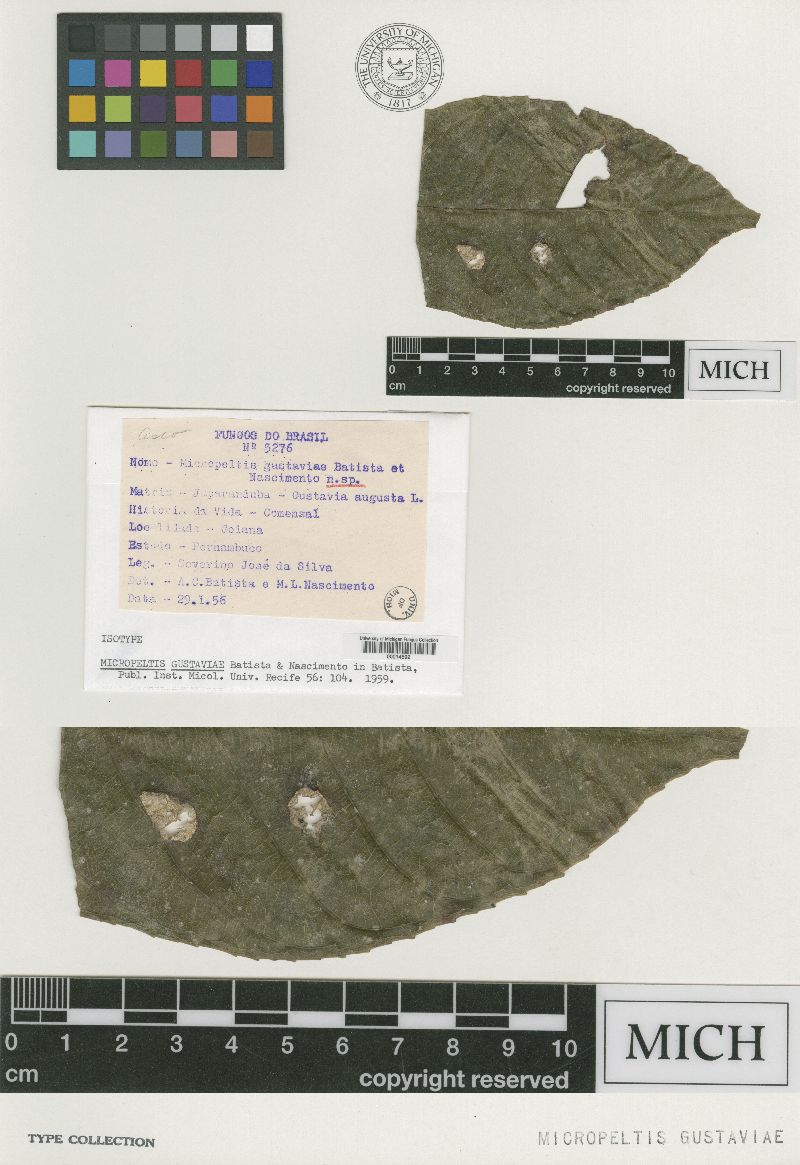 Micropeltis gustaviae image